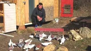 Перед поездкой кормлю голубей