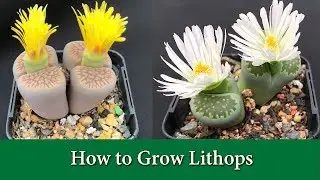 How to Water & Care For Lithops 'Living Stones' - Includes When to water, Light, Soil, Fertiliser.