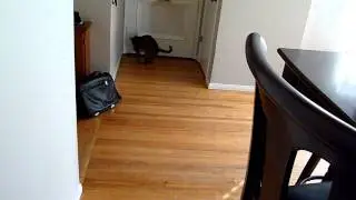 Cougar the Chausie and his toy mouse