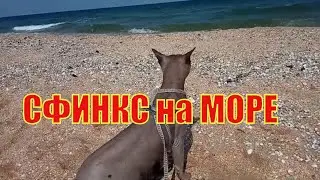 Сфинкс Макс первый раз видит МОРЕ. Его реакция. # 285.