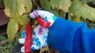 Последняя ягода, обрезка малины и ягодки на чай ❤️