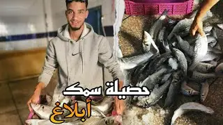 صيد حصيلة كبيرة من سمك ابلاغ بتقنية الجر 🎣🐟