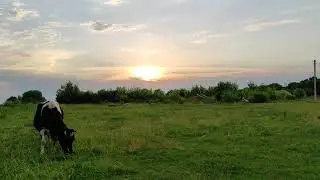 Корова