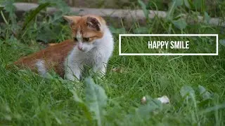Happy Smile. ANIMALS [Royalty free music]