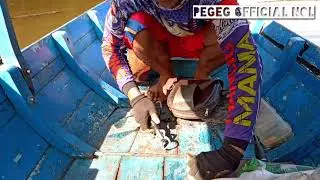 CALON|MONSTER TOMAN MAKAN UMPAN ||2020MAYAN