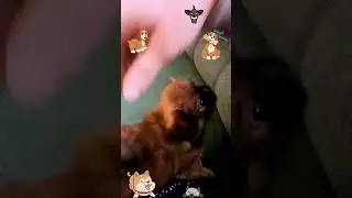 Пекинес-агрессор 🤣 Меньше 2-х месяцев, а уже с характером 🤩💕
