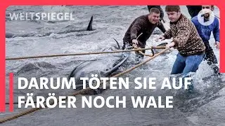 Waljagd: Tradition auf den Färöer Inseln | Weltspiegel Doku