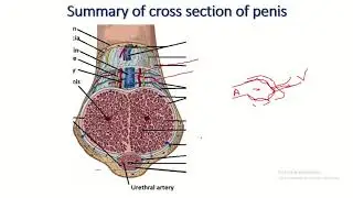 Understanding mechanism of Erection for Medical Professionals