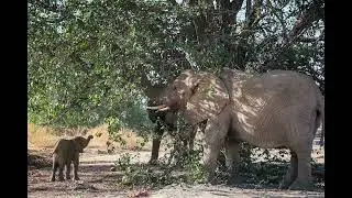 Namibia - wild animals