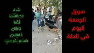 سوق الجمعة اليوم/في بابل-_الحلة2/11