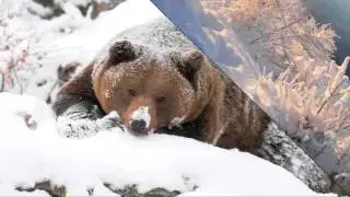 Зимушка Зима