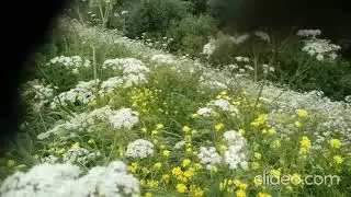 Реки Курской области. Тускарь.