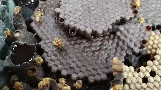 Dividing stingless bees into modules + tips
