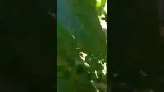 Çivril de şeftali üreticisi çıldırdı
