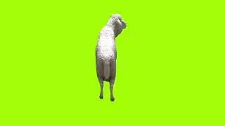 looking forward sheep green screen।cartoon green screen। ostad animation। green screen