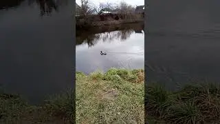 Одинокий селезень