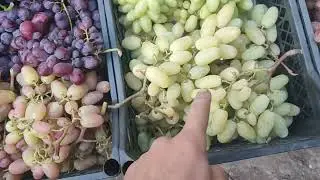 Ассорти на 26.07.24.