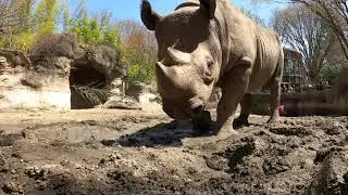 Rhinoceros Throws A Mud Party
