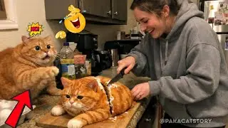 🤣🍰Dog and Cat Reaction to Cutting Cake🐶Funny Cat Reacts to cutting cake 