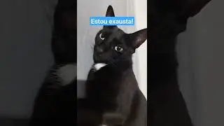 Estou exausta pessoal! #shorts #calmdown #amor #love #cats #felinos #meumundocatt