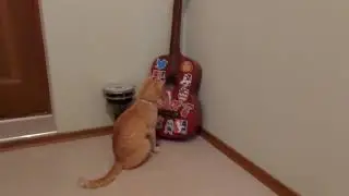 Рыжий кот Симба, игра на гитаре)