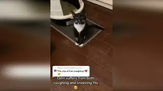 Funny Dogs #shorts #short