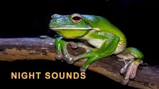 Inner Peace -Nature Healing Sounds /Water Healing Sounds #23