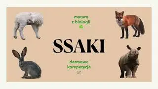 #34 - Ssaki 🐨 - podział, budowa, charakterystyka 🙉 matura - biologia rozszerzona 🍃 liceum ✅ 🦔