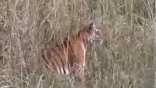 Tiger Encounters Bandhavgarh National Park.