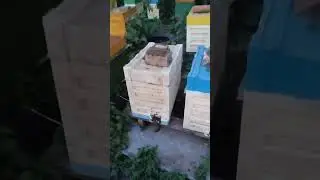 А ТАКОЕ ВЫ ВИДЕЛИ?