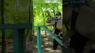 Американский булли проходит полосу препятствий / собачий колдун