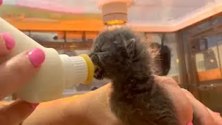 Neonate Kitten Smoky - Bottle Feeding, Bathing, Purring