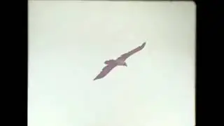 Ауел легендарный конюх