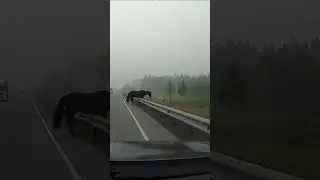Конь (лошадь) переходит дорогу