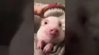 pig combat 🐷🐷