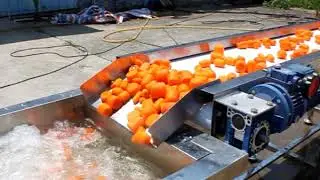 Carrot Production Line