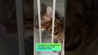 На приеме кот Банифаций. #shorts