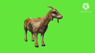 Goat green background movie for creation of cartoon movies