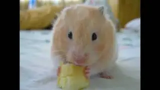 Hamster eating banana