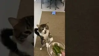 My cat loves kidney bean 🫛😻 #asmr #asmrsounds #cat #cats #asmrfood #catshorts #catsoftiktok