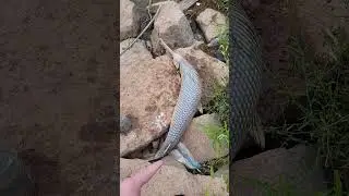 Dead 3ft alligator gar #rip #viral #like #fishing #fish #subcribe #fyp #fypシ゚viral #sad