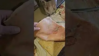 #carnivore