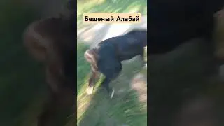 Бешеный Алабай #алабай #психология #бабайка #буднипсихолога #животные #собака