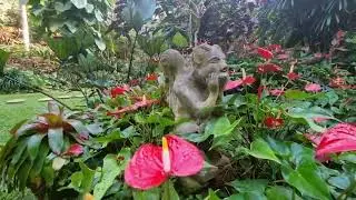 Exploring Hunte's Gardens, Saint Joseph, Barbados