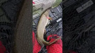 this big pike would have died - I had to keep her #shorts