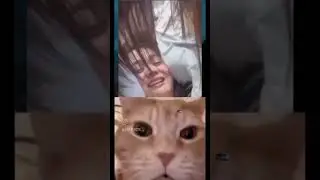 #brawlstars #memes #funny #edit #standoff2 #chipichipi #стандофф2 #cat #duet #shorts