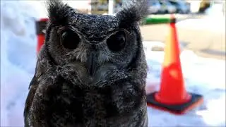 アビシニアンワシミミズク～Bubo cinerascens