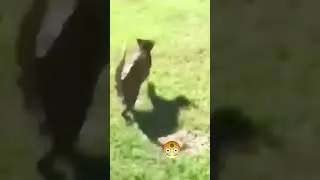 funny animals being weird.. #pets #cats #funnyanimals