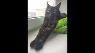 Киса Алиса - Иди сюда!!!