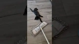 Kitten and mop time( Has to be Max )🤣
